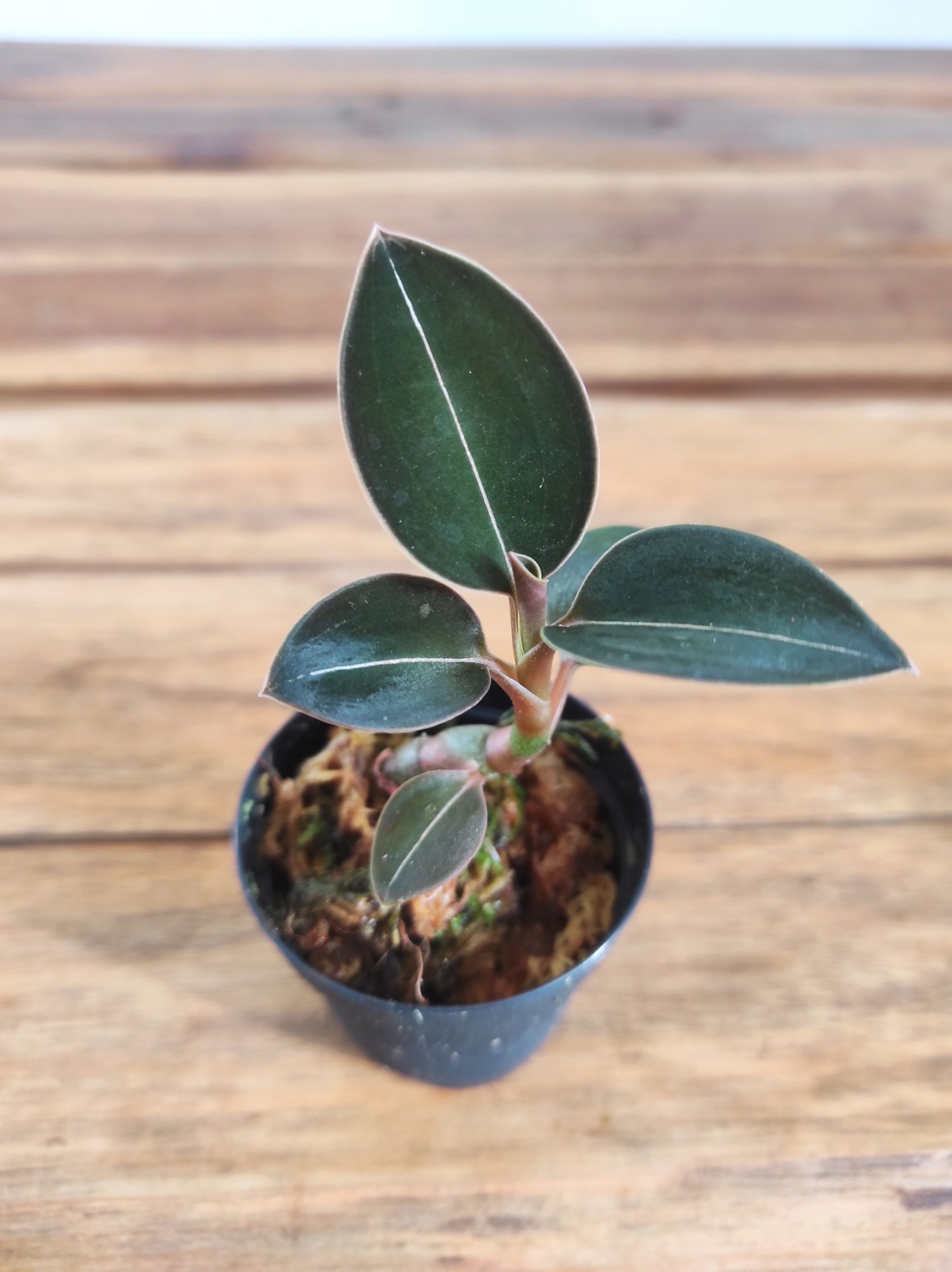 Ludisia Discolor 'Nigrescens' - V.5