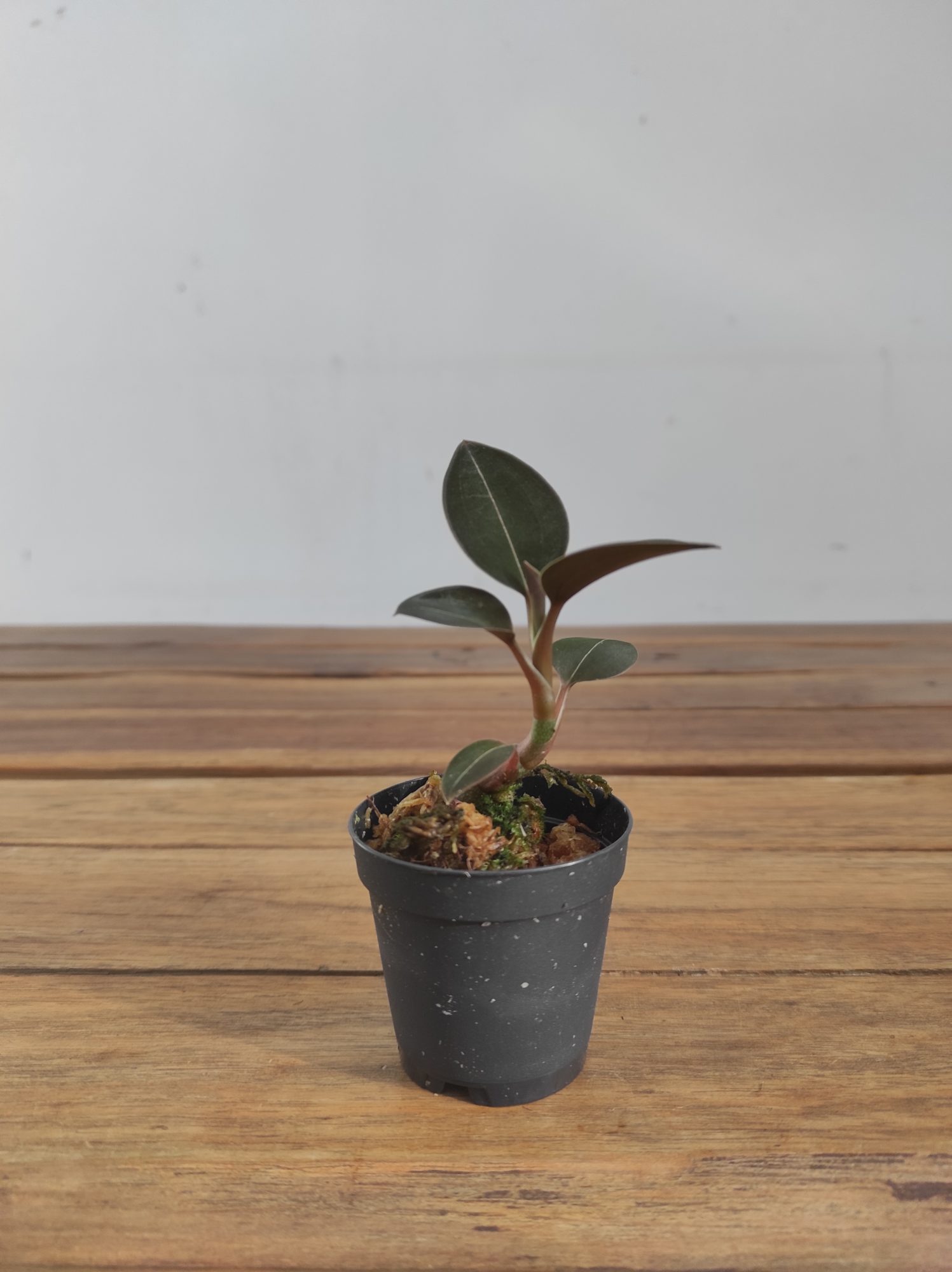 Ludisia Discolor 'Nigrescens' - V.5 - Image 2