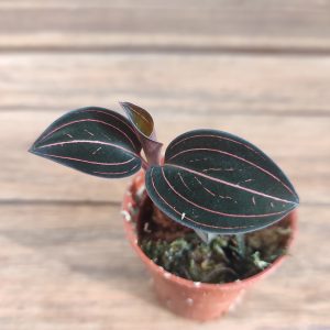 Ludisia Discolor - V.5