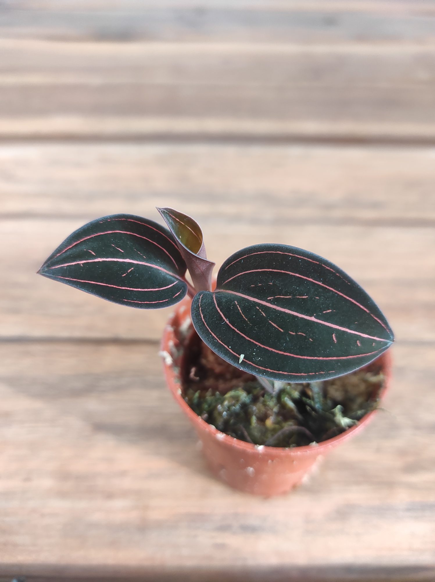 Ludisia Discolor - V.5