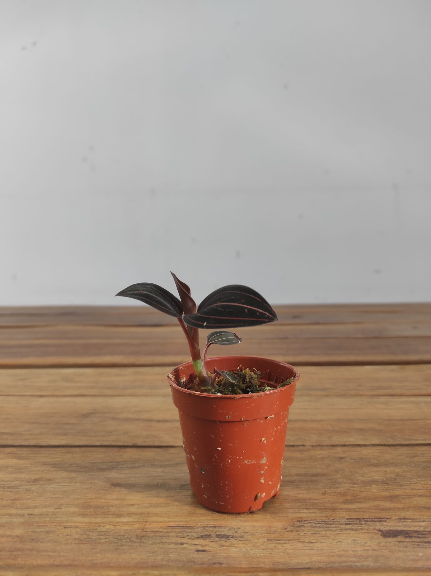 Ludisia Discolor - V.5 - Image 2