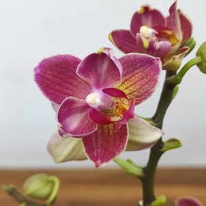 Phalaenopsis V.12
