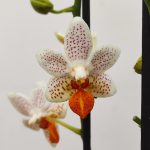 Phalaenopsis Mini Mark V.12