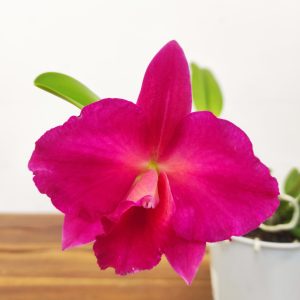 Cattleya