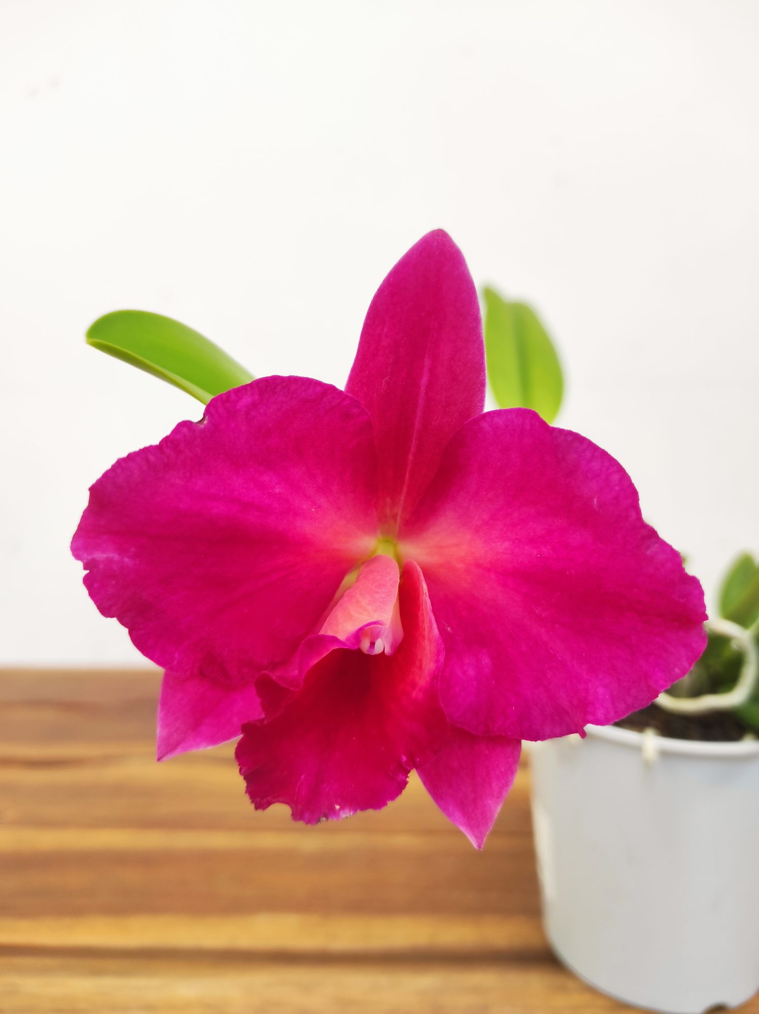 Cattleya
