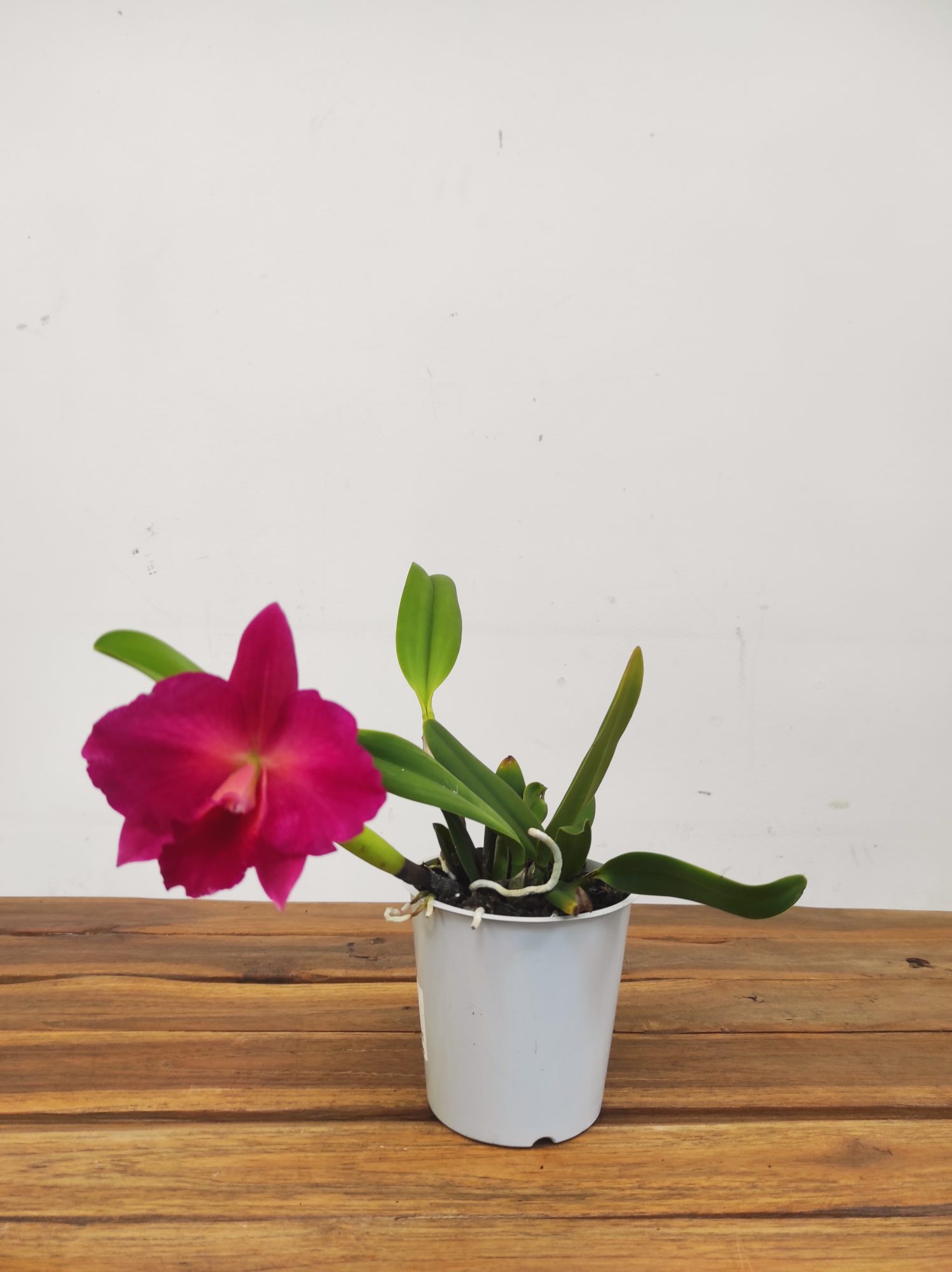 Cattleya - Image 2