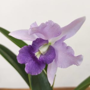 Cattleya