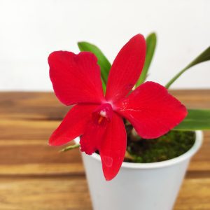 Cattleya