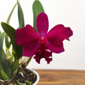 Cattleya