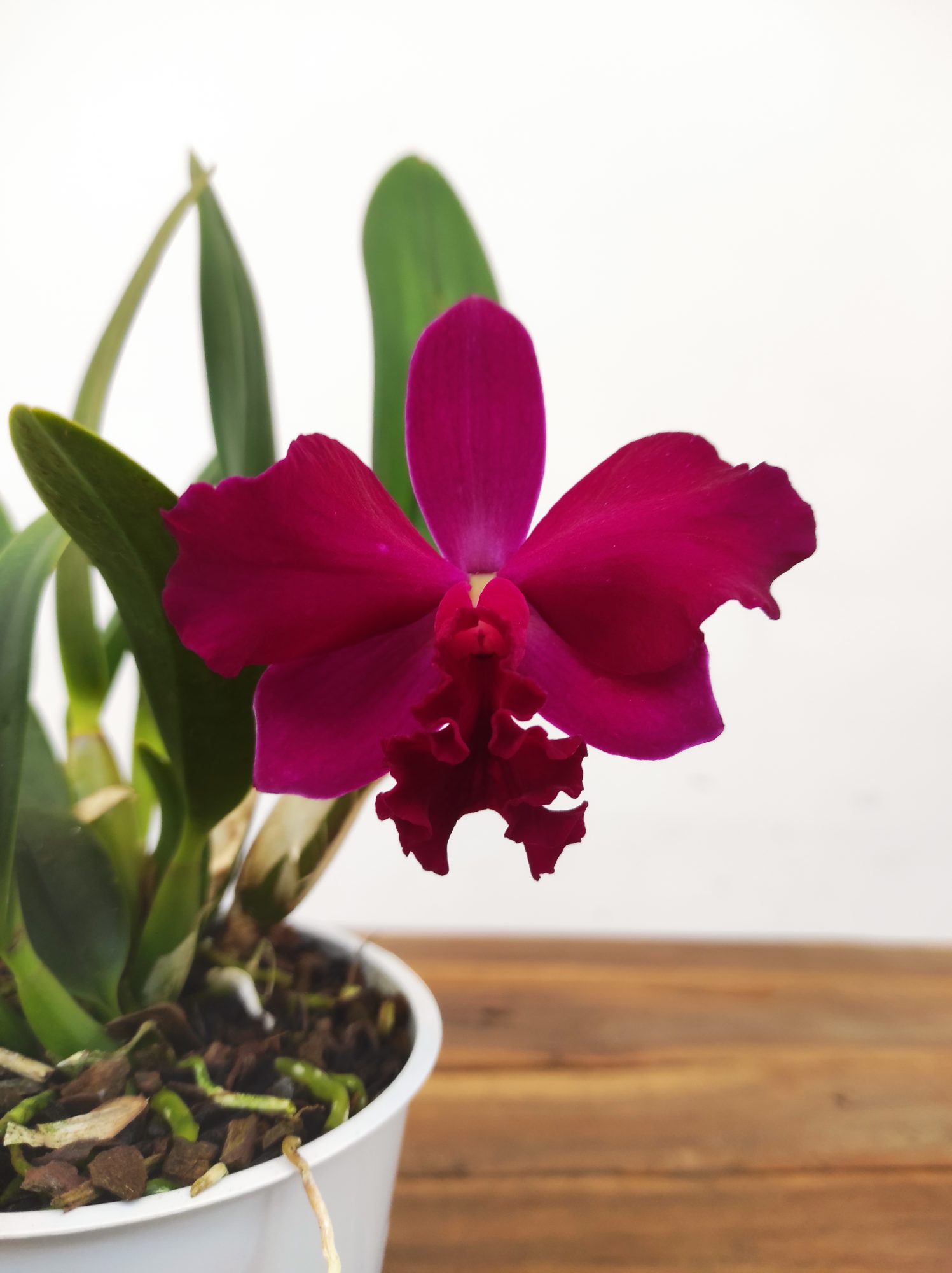 Cattleya