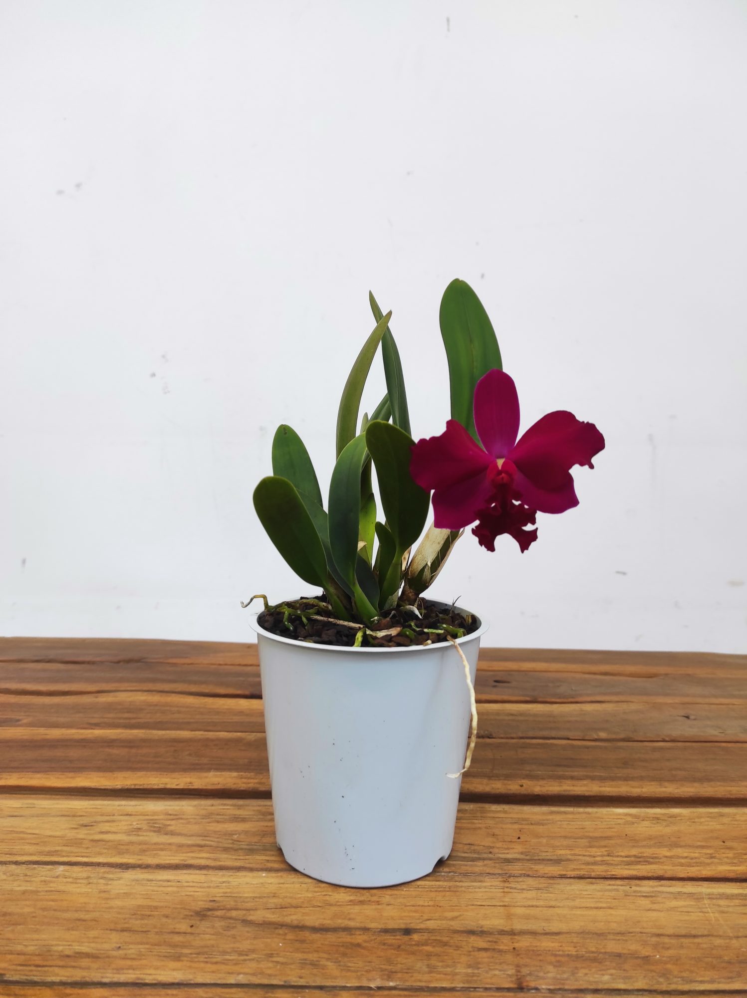 Cattleya - Image 2