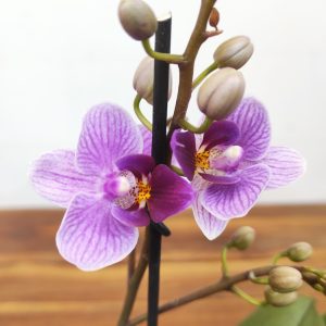 Phalaenopsis V.12