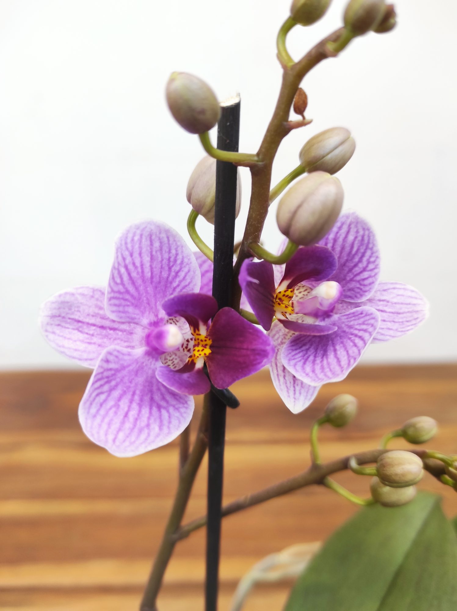 Phalaenopsis V.12