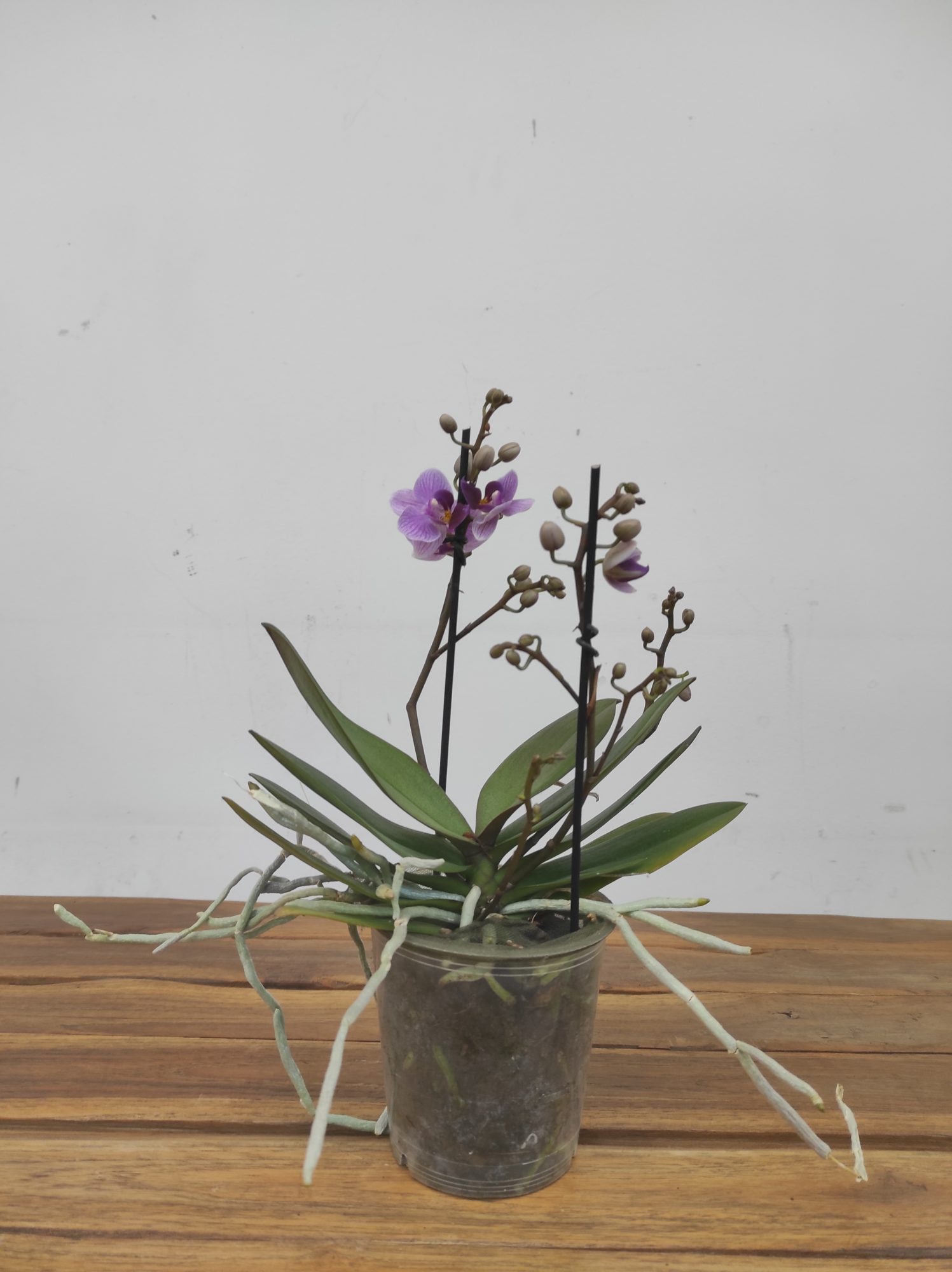 Phalaenopsis V.12 - Image 2