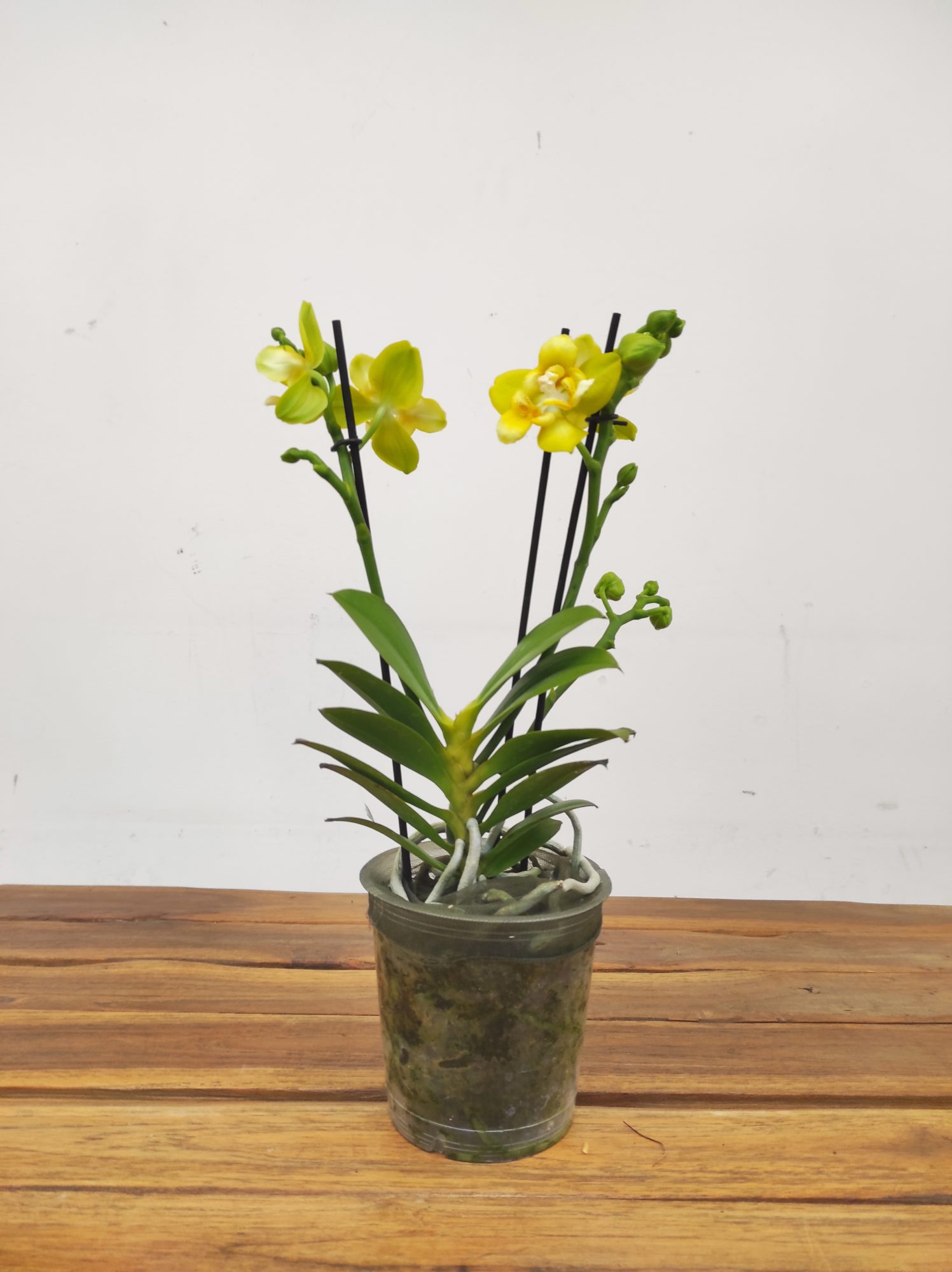 Phalaenopsis V.12 - Image 2