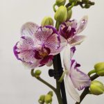 Phalaenopsis V.12