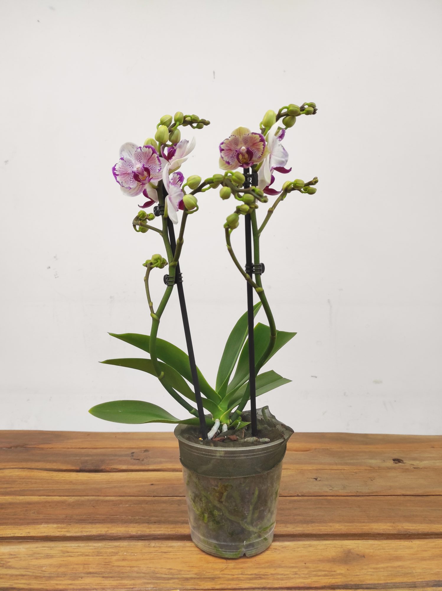 Phalaenopsis V.12 - Image 2