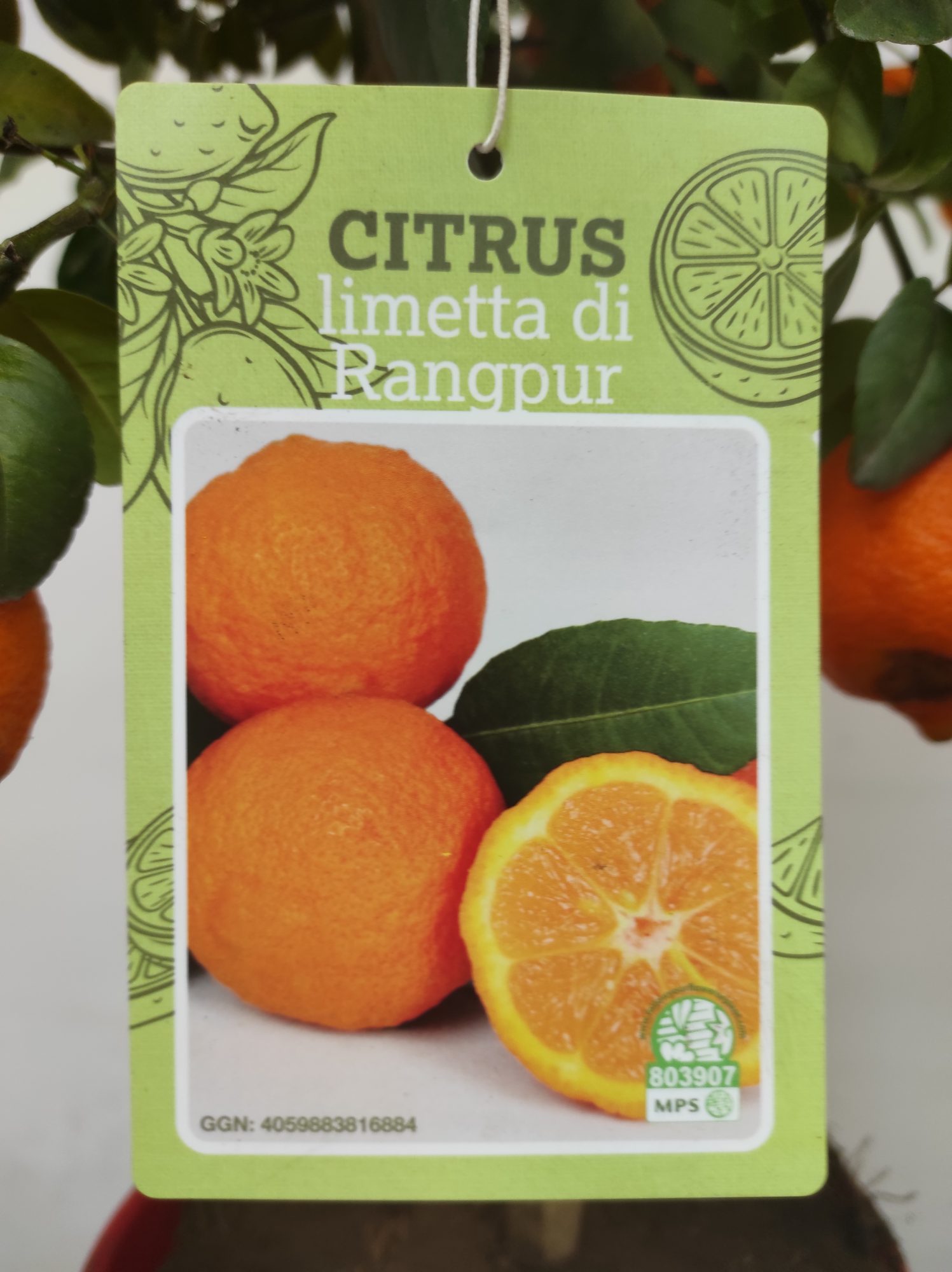 Citrus 'Limetta di Rangpur' - Lima Vermelha - Image 2