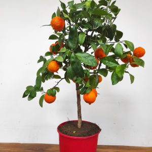 Citrus 'Limetta di Rangpur' - Lima Vermelha