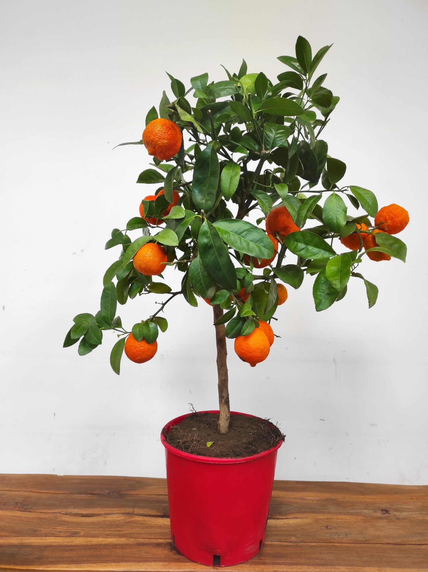 Citrus 'Limetta di Rangpur' - Lima Vermelha