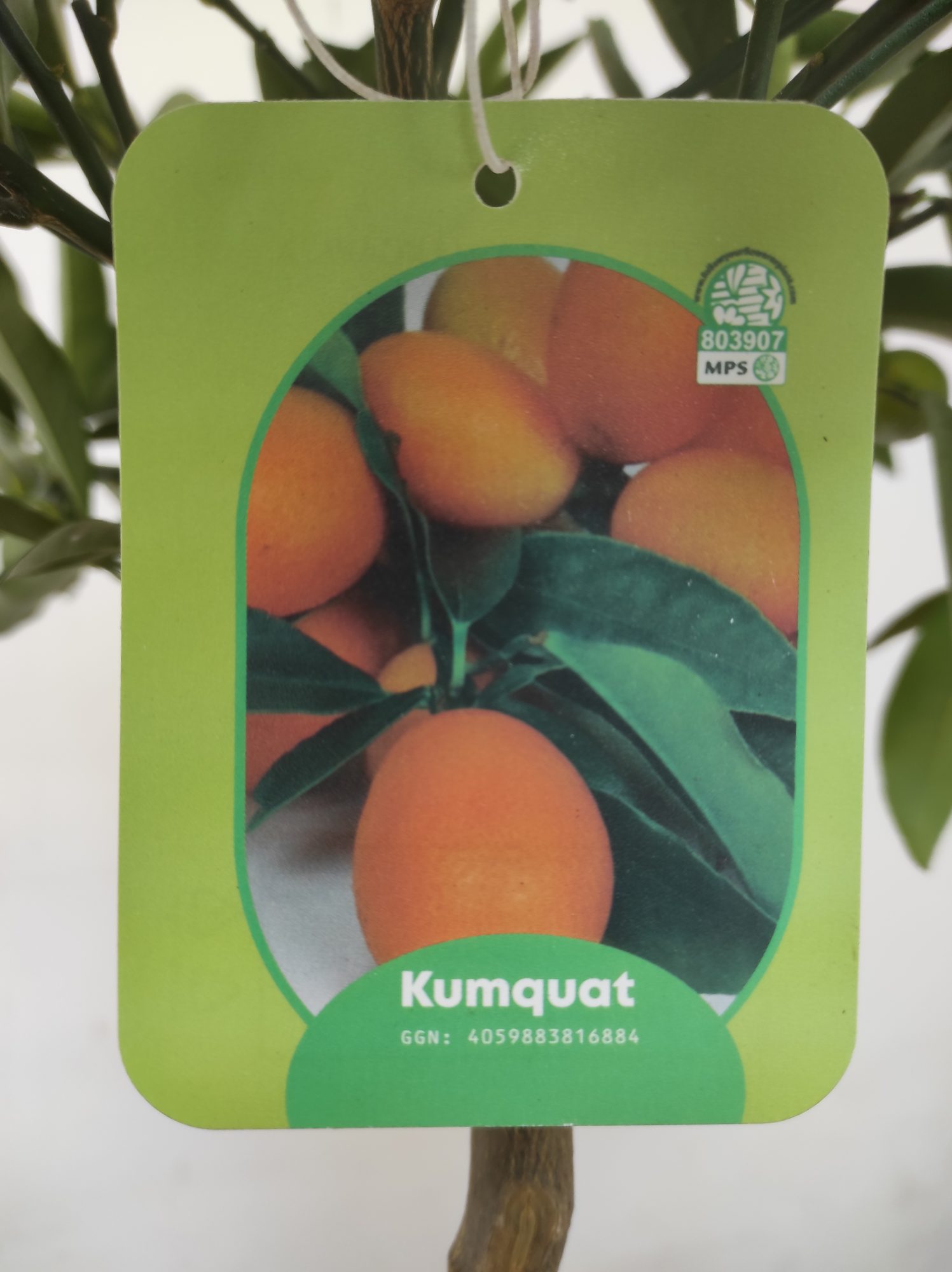 Fortunella Margarita = Kumquat - Laranjeira Anã - Image 3