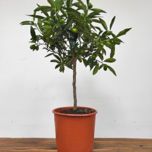 Fortunella Margarita = Kumquat - Laranjeira Anã