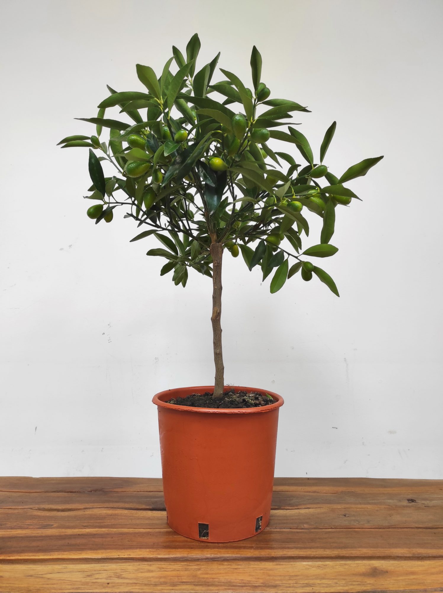 Fortunella Margarita = Kumquat - Laranjeira Anã