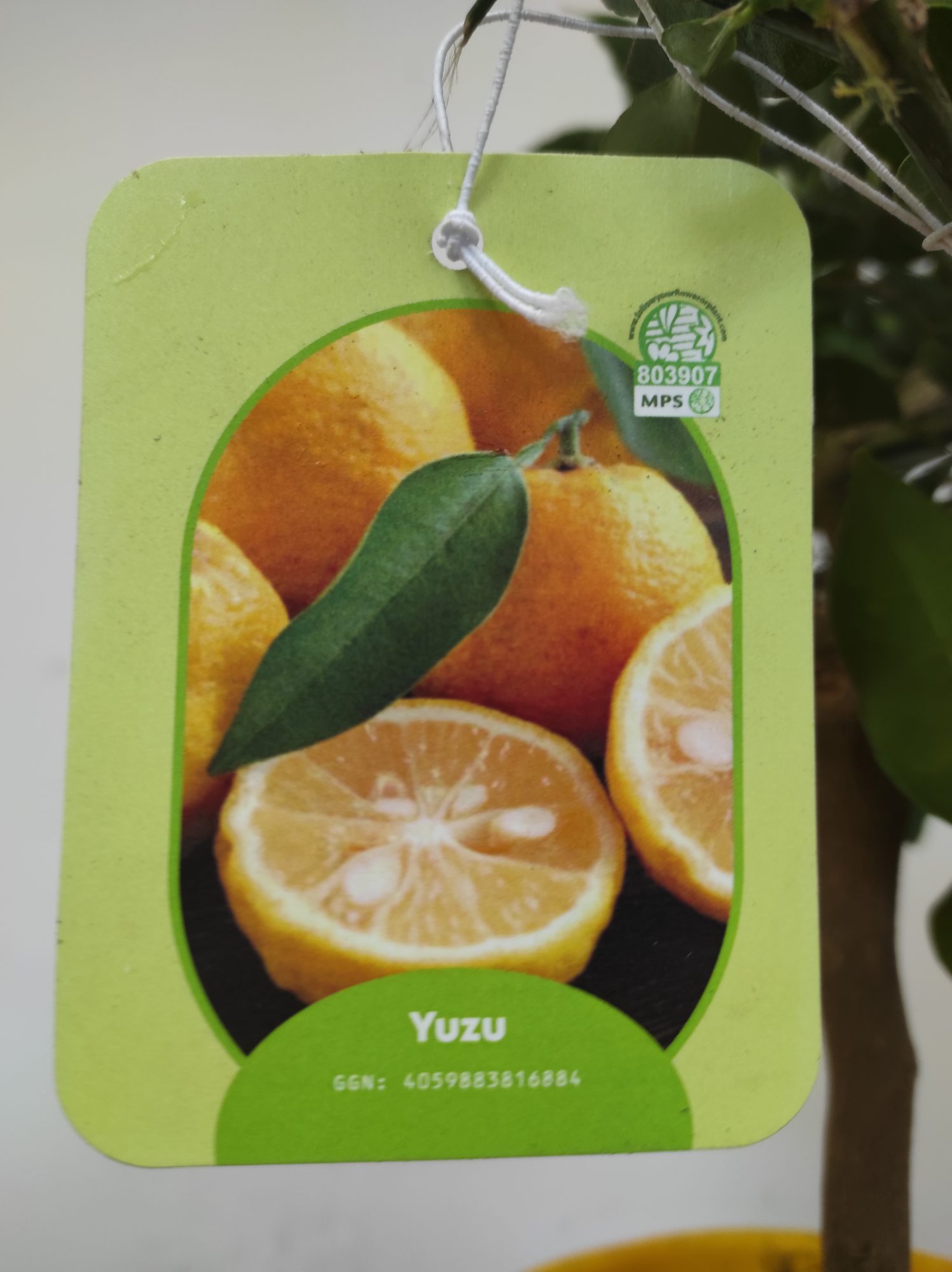 Citrus 'Limon Yuzu' - Limoeiro Casca Fina - Image 2
