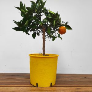Citrus 'Limon Yuzu' - Limoeiro Casca Fina