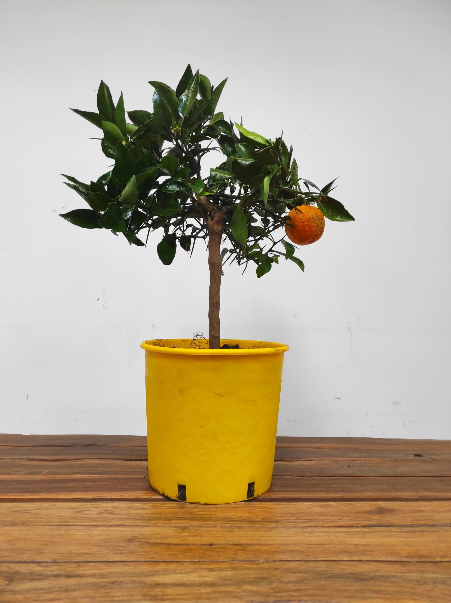 Citrus 'Limon Yuzu' - Limoeiro Casca Fina