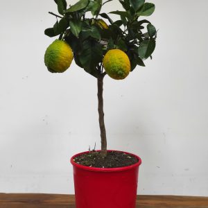 Citrus 'Limon Rosso' - Limão Polpa Vermelha