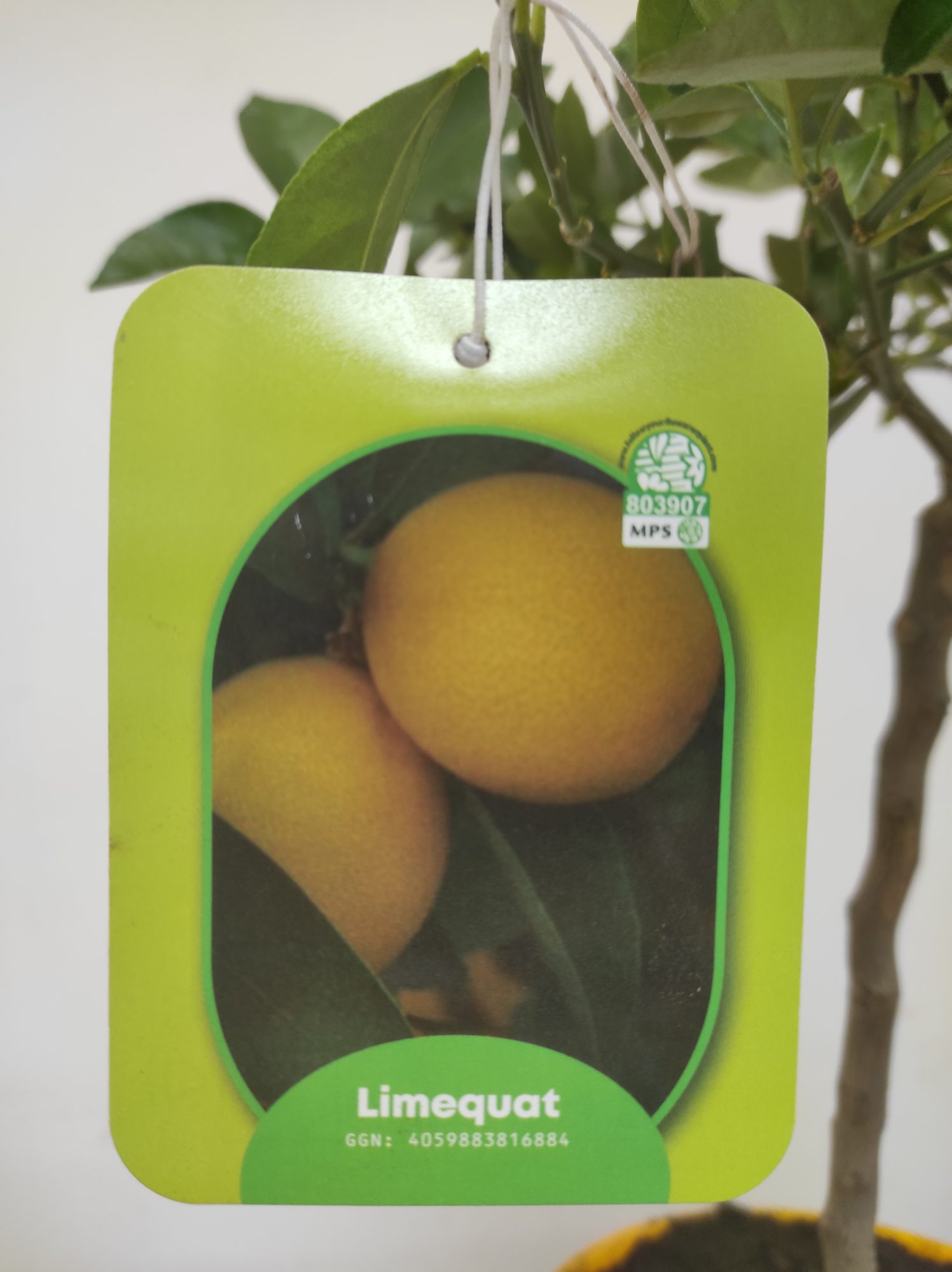 Citrus 'Limequat' - Cruzamento entre Limão e Kumquat - Image 2