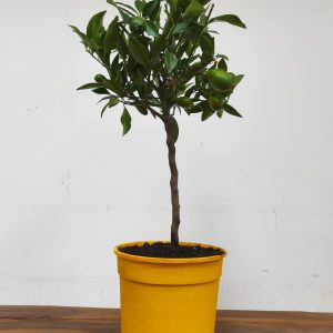 Citrus 'Limequat' - Cruzamento entre Limão e Kumquat