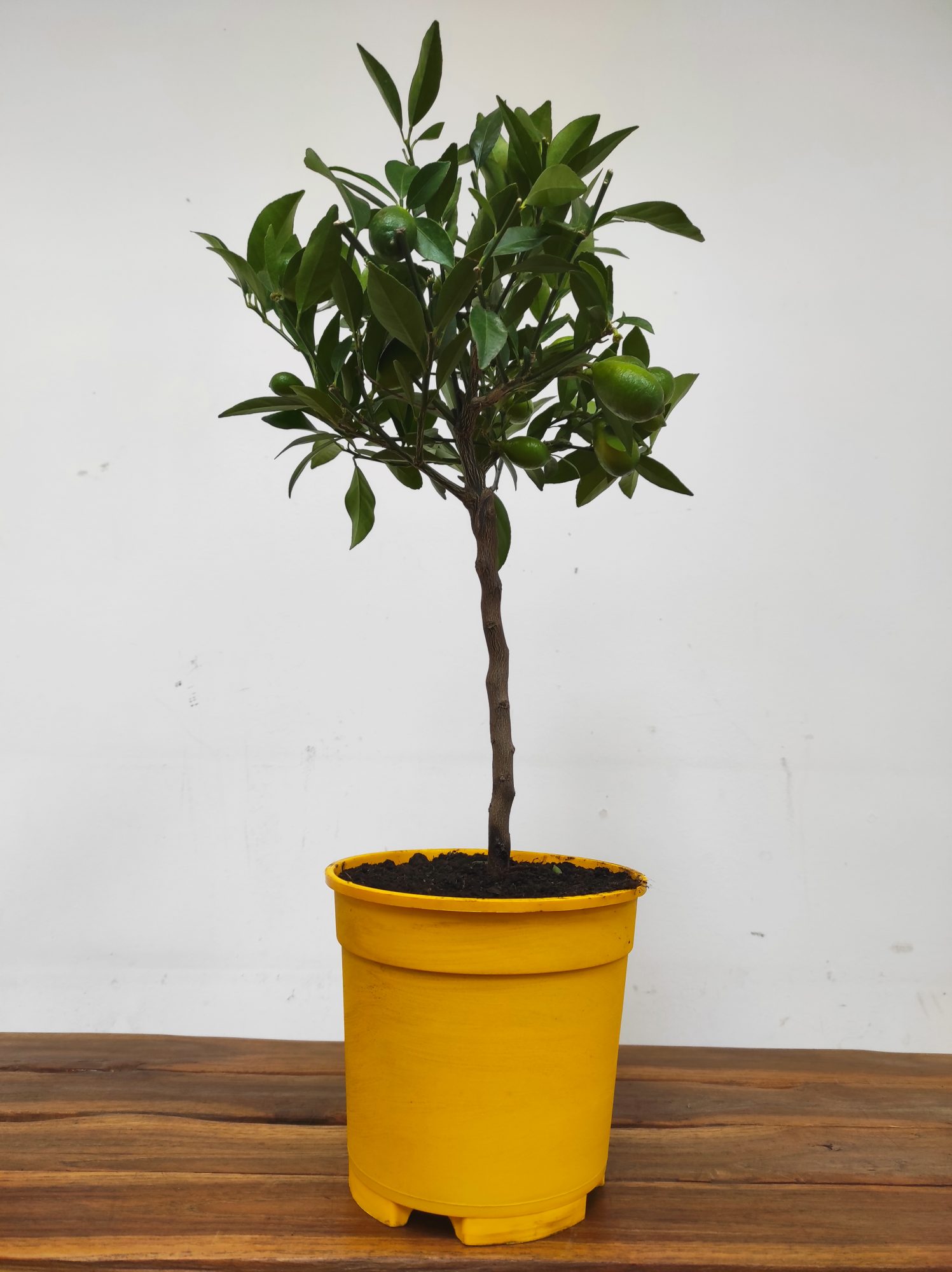 Citrus 'Limequat' - Cruzamento entre Limão e Kumquat