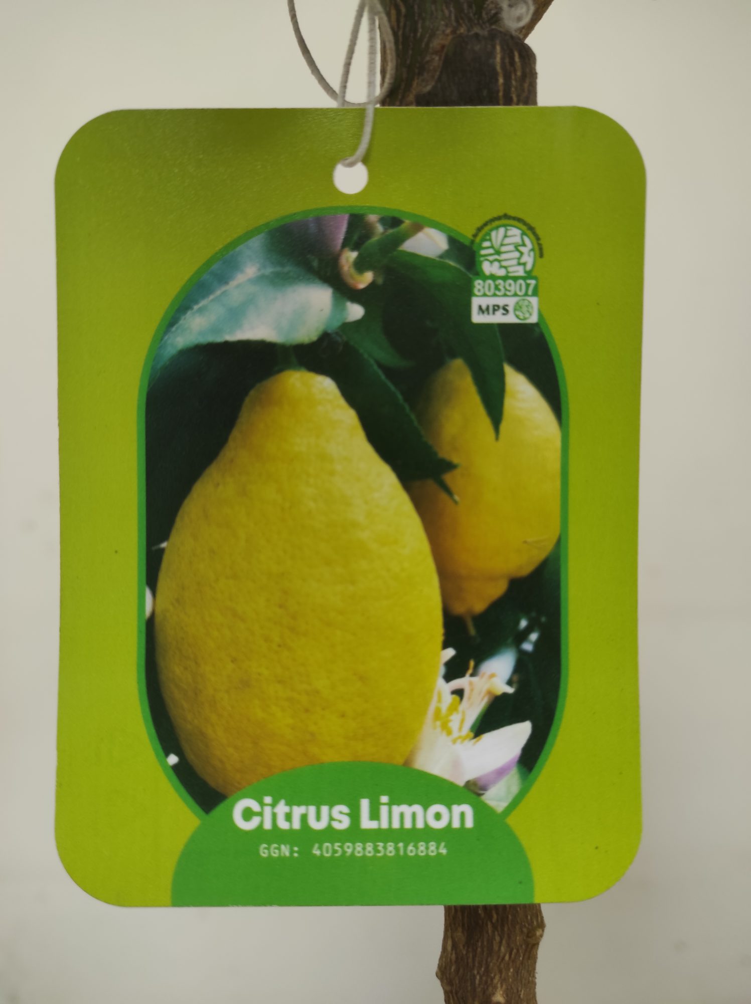 Citrus 'Limon' - Limoeiro - Image 2