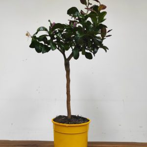 Citrus 'Limon' - Limoeiro