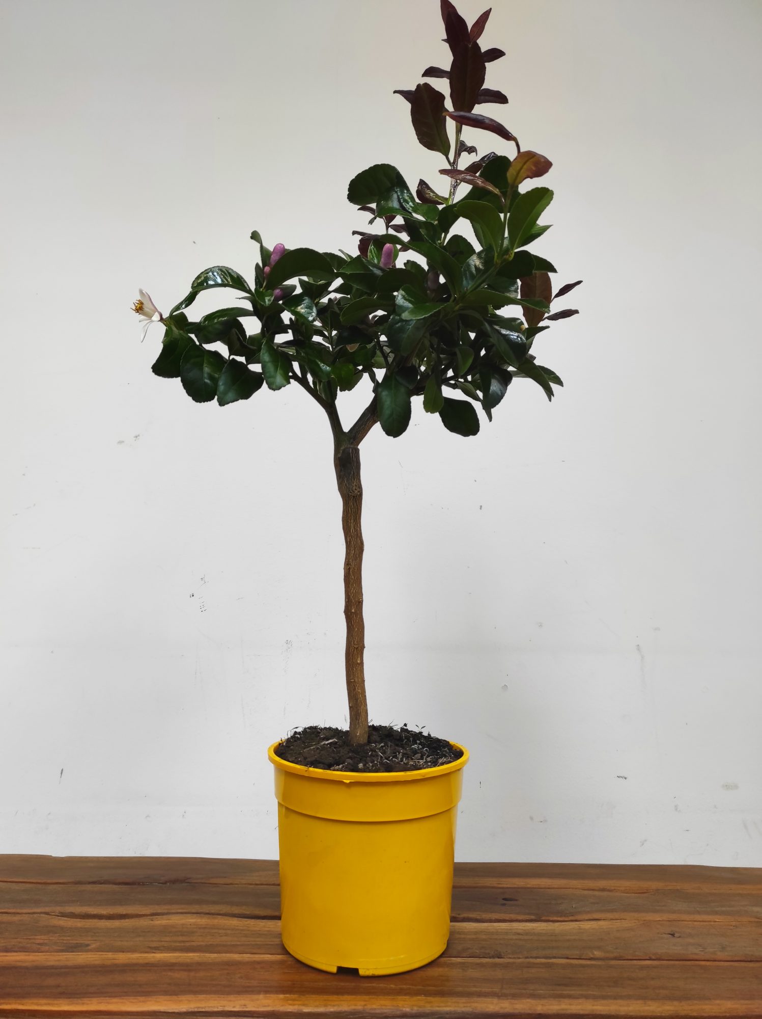 Citrus 'Limon' - Limoeiro