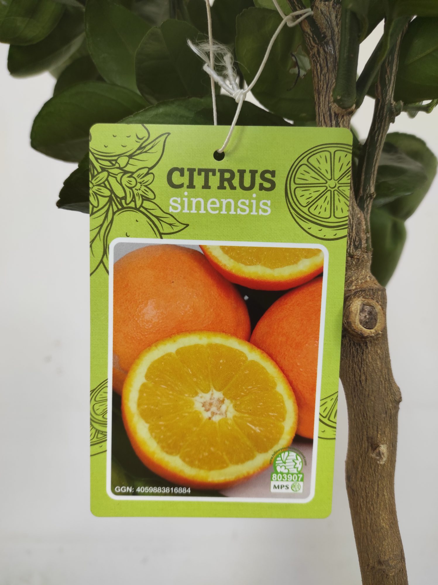 Citrus Sinensis 'Chocolate' - Laranja de Umbigo de Chocolate - Image 2