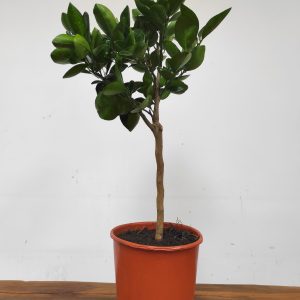 Citrus Sinensis 'Chocolate' - Laranja de Umbigo de Chocolate