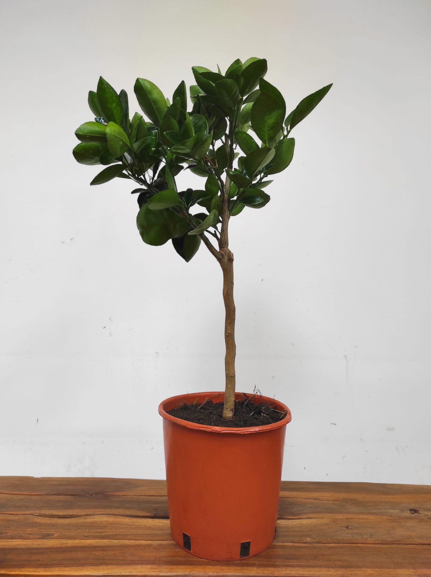 Citrus Sinensis 'Chocolate' - Laranja de Umbigo de Chocolate