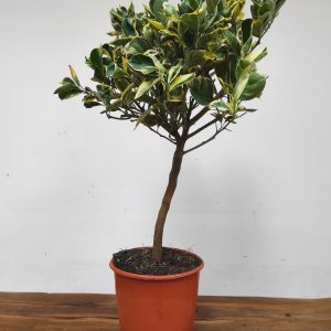 Citrus Sinensis 'Arancio Variegato' - Laranjeira Folha Variegata