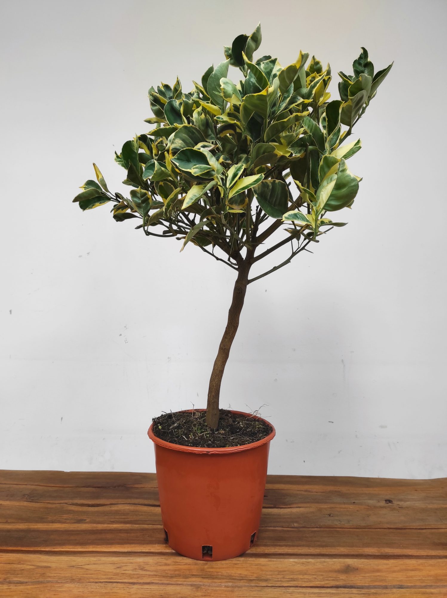 Citrus Sinensis 'Arancio Variegato' - Laranjeira Folha Variegata