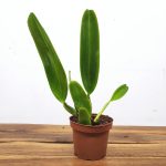 Cattleya Labiata Rubra - Sem Flor