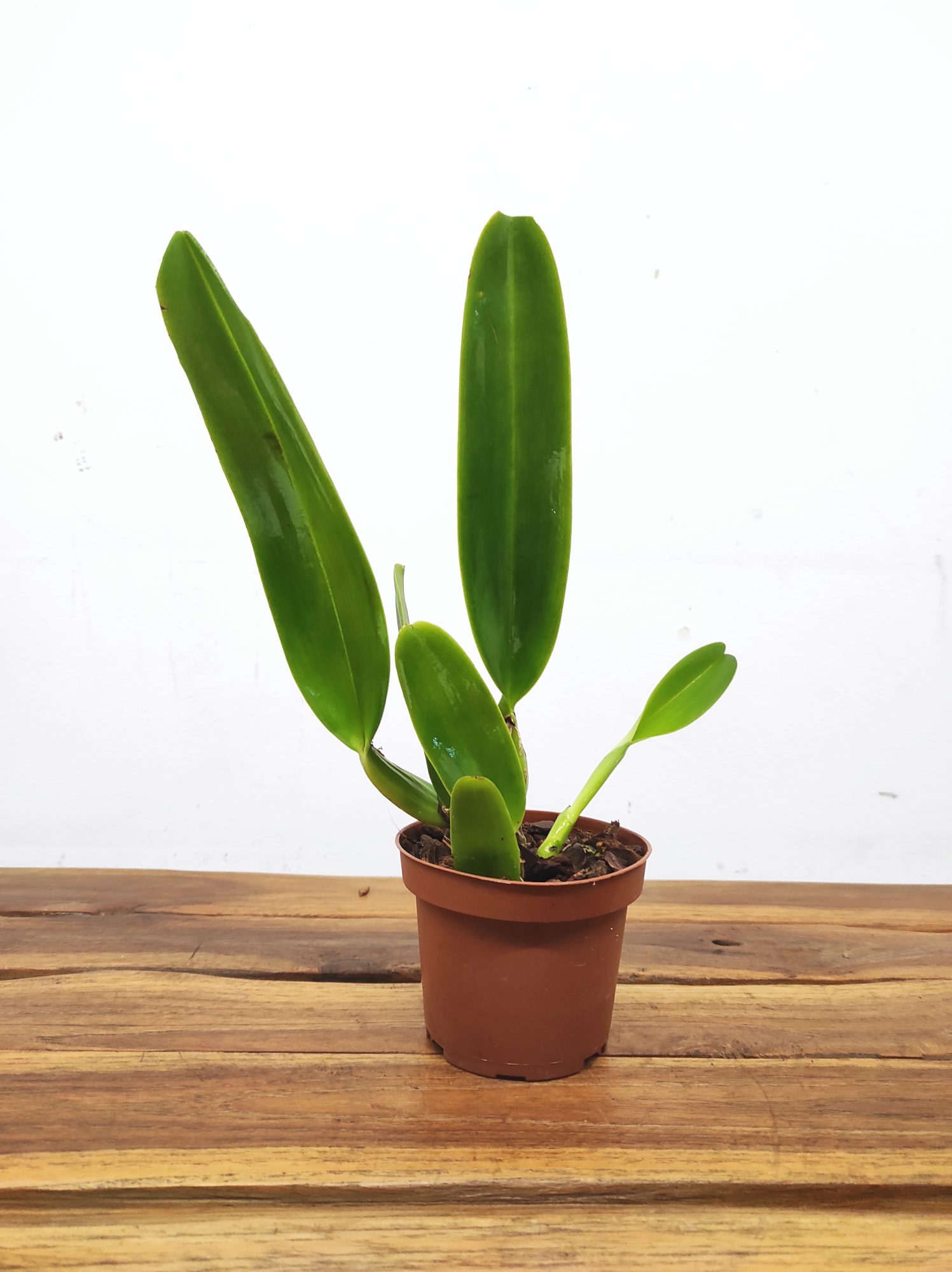 Cattleya Labiata Rubra - Sem Flor