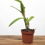 Cattleya Bowringiana Var. Coerulea - Sem Flor