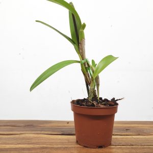 Cattleya Bowringiana Var. Coerulea - Sem Flor