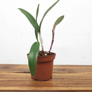 Brassocattleya Felipe Haje - Sem Flor