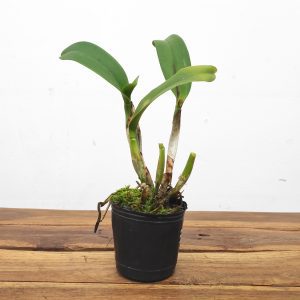 Blc. Hua Young Gold - Sem Flor