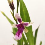 Miltonia Kibet Belleglade - Com Flor
