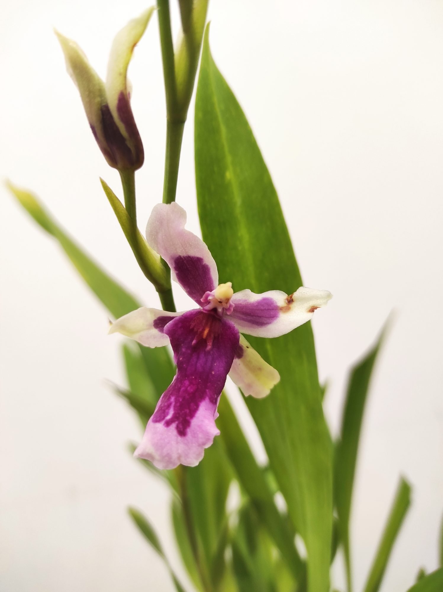 Miltonia Kibet Belleglade - Com Flor